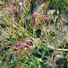 Fruit. Whanganui. Dec 2011.<br>Photographer: Colin C. Ogle, Licence: <a target='_blank' href='https://creativecommons.org/licenses/by-nc/4.0'>CC BY-NC</a>. <a class='member-message' href='/nzpcn/why-join-nzpcn/' target='_blank'>Members can view a larger version of this image.</a>