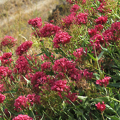 Cromwell, Otago.<br>Photographer: John Barkla, Date taken: 01/03/2013, Licence: <a target='_blank' href='https://creativecommons.org/licenses/by/4.0'>CC BY</a>.