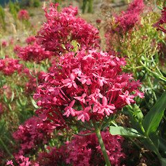 Cromwell, Otago.<br>Photographer: John Barkla, Date taken: 01/03/2013, Licence: <a target='_blank' href='https://creativecommons.org/licenses/by/4.0'>CC BY</a>.