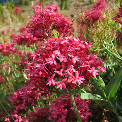 Cromwell, Otago.<br>Photographer: John Barkla, Date taken: 01/03/2013, Licence: <a target='_blank' href='https://creativecommons.org/licenses/by/4.0'>CC BY</a>. <a class='member-message' href='/nzpcn/why-join-nzpcn/' target='_blank'>Members can view a larger version of this image.</a>