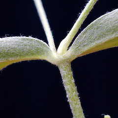 Leaf node. Whanganui. Nov 2011.<br>Photographer: Colin C. Ogle, Licence: <a target='_blank' href='https://creativecommons.org/licenses/by-nc/4.0'>CC BY-NC</a>. <a class='member-message' href='/nzpcn/why-join-nzpcn/' target='_blank'>Members can view a larger version of this image.</a>