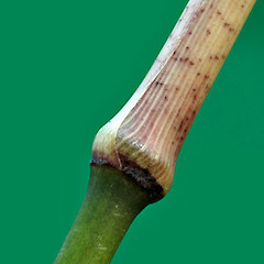 Shoot sheath. Wanganui.<br>Photographer: Colin C. Ogle, Date taken: 21/11/2010, Licence: <a target='_blank' href='https://creativecommons.org/licenses/by-nc/4.0'>CC BY-NC</a>.