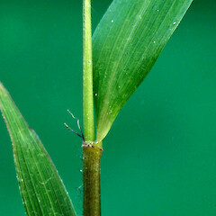 Shoot tip. Wanganui.<br>Photographer: Colin C. Ogle, Date taken: 21/11/2010, Licence: <a target='_blank' href='https://creativecommons.org/licenses/by-nc/4.0'>CC BY-NC</a>. <a class='member-message' href='/nzpcn/why-join-nzpcn/' target='_blank'>Members can view a larger version of this image.</a>