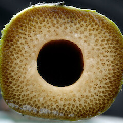 Stem cross-section roughly quadrangular. Wanganui.<br>Photographer: Colin C. Ogle, Date taken: 01/12/2010, Licence: <a target='_blank' href='https://creativecommons.org/licenses/by-nc/4.0'>CC BY-NC</a>. <a class='member-message' href='/nzpcn/why-join-nzpcn/' target='_blank'>Members can view a larger version of this image.</a>