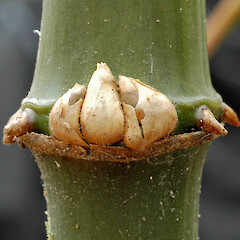 Buds and rootlets at node. Wanganui.<br>Photographer: Colin C. Ogle, Date taken: 01/12/2010, Licence: <a target='_blank' href='https://creativecommons.org/licenses/by-nc/4.0'>CC BY-NC</a>. <a class='member-message' href='/nzpcn/why-join-nzpcn/' target='_blank'>Members can view a larger version of this image.</a>