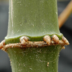 Adventitious rootlets at stem node. Wanganui.<br>Photographer: Colin C. Ogle, Date taken: 01/12/2010, Licence: <a target='_blank' href='https://creativecommons.org/licenses/by-nc/4.0'>CC BY-NC</a>. <a class='member-message' href='/nzpcn/why-join-nzpcn/' target='_blank'>Members can view a larger version of this image.</a>