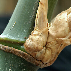 Node on a leafy branch. Wanganui.<br>Photographer: Colin C. Ogle, Date taken: 01/12/2010, Licence: <a target='_blank' href='https://creativecommons.org/licenses/by-nc/4.0'>CC BY-NC</a>. <a class='member-message' href='/nzpcn/why-join-nzpcn/' target='_blank'>Members can view a larger version of this image.</a>