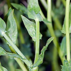Cauline leaves. Hutt River, Trentham.<br>Photographer: Jeremy R. Rolfe, Date taken: 31/12/2006, Licence: <a target='_blank' href='https://creativecommons.org/licenses/by/4.0'>CC BY</a>. <a class='member-message' href='/nzpcn/why-join-nzpcn/' target='_blank'>Members can view a larger version of this image.</a>