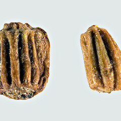 Achenes, the longer c.2.8 mm. Hutt River, Trentham.<br>Photographer: Jeremy R. Rolfe, Date taken: 31/12/2006, Licence: <a target='_blank' href='https://creativecommons.org/licenses/by/4.0'>CC BY</a>. <a class='member-message' href='/nzpcn/why-join-nzpcn/' target='_blank'>Members can view a larger version of this image.</a>