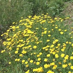 Chrysanthemum segatum.<br>Photographer: John Smith-Dodsworth, Licence: <a target='_blank' href='https://creativecommons.org/licenses/by-nc/4.0'>CC BY-NC</a>.