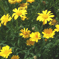 Chrysanthemum segatum.<br>Photographer: John Smith-Dodsworth, Licence: <a target='_blank' href='https://creativecommons.org/licenses/by-nc/4.0'>CC BY-NC</a>.
