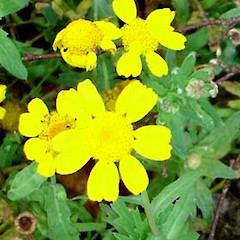 Chrysanthemum segetum.<br>Photographer: Peter J de Lange, Licence: <a target='_blank' href='https://creativecommons.org/licenses/by-nc/4.0'>CC BY-NC</a>.