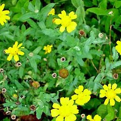 Chrysanthemum segetum.<br>Photographer: Peter J de Lange, Licence: <a target='_blank' href='https://creativecommons.org/licenses/by-nc/4.0'>CC BY-NC</a>.
