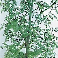 Conium maculatum.<br>Photographer: Auckland Regional Council, Licence: Public domain.