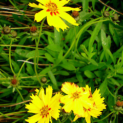 Coreopsis lanceolata