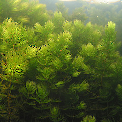 Weed bed underwater.<br>Photographer: Rohan Wells, Date taken: 09/08/2012, Licence: All rights reserved.