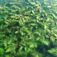 Weed bed surface.<br>Photographer: Rohan Wells, Date taken: 09/08/2012, Licence: All rights reserved.