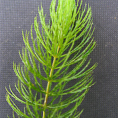 Specimen of hornwort.<br>Photographer: Rohan Wells, Date taken: 09/08/2012, Licence: All rights reserved.