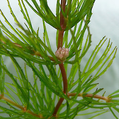 Flower of hornwort.<br>Photographer: Rohan Wells, Date taken: 29/10/2012, Licence: All rights reserved.