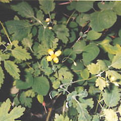 Chelidonium majus.<br>Photographer: John Smith-Dodsworth, Licence: <a target='_blank' href='https://creativecommons.org/licenses/by-nc/4.0'>CC BY-NC</a>.