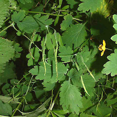 Chelidonium majus.<br>Photographer: John Smith-Dodsworth, Licence: <a target='_blank' href='https://creativecommons.org/licenses/by-nc/4.0'>CC BY-NC</a>. <a class='member-message' href='/nzpcn/why-join-nzpcn/' target='_blank'>Members can view a larger version of this image.</a>