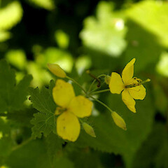 Chelidonium majus.<br>Photographer: John Smith-Dodsworth, Licence: <a target='_blank' href='https://creativecommons.org/licenses/by-nc/4.0'>CC BY-NC</a>. <a class='member-message' href='/nzpcn/why-join-nzpcn/' target='_blank'>Members can view a larger version of this image.</a>