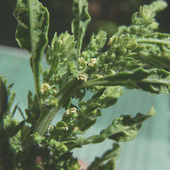 Dysphania ambrosioides