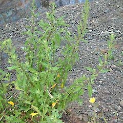 Chenopodium ambrosioides.<br>Photographer: John Smith-Dodsworth, Licence: <a target='_blank' href='https://creativecommons.org/licenses/by-nc/4.0'>CC BY-NC</a>.