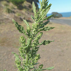 Chenopodium ambrosioides.<br>Photographer: John Smith-Dodsworth, Licence: <a target='_blank' href='https://creativecommons.org/licenses/by-nc/4.0'>CC BY-NC</a>.