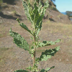 Chenopodium ambrosioides.<br>Photographer: John Smith-Dodsworth, Licence: <a target='_blank' href='https://creativecommons.org/licenses/by-nc/4.0'>CC BY-NC</a>.