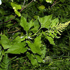 Chenopodium bonus-henricus.<br>Photographer: John Smith-Dodsworth, Licence: <a target='_blank' href='https://creativecommons.org/licenses/by-nc/4.0'>CC BY-NC</a>. <a class='member-message' href='/nzpcn/why-join-nzpcn/' target='_blank'>Members can view a larger version of this image.</a>