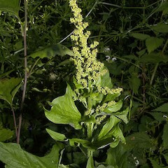 Chenopodium bonus-henricus.<br>Photographer: John Smith-Dodsworth, Licence: <a target='_blank' href='https://creativecommons.org/licenses/by-nc/4.0'>CC BY-NC</a>. <a class='member-message' href='/nzpcn/why-join-nzpcn/' target='_blank'>Members can view a larger version of this image.</a>