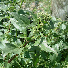 Chenopodiastrum murale