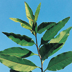 Cestrum parqui.<br>Photographer: Auckland Regional Council, Licence: Public domain.