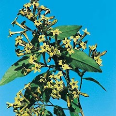 Cestrum parqui.<br>Photographer: Auckland Regional Council, Licence: Public domain.