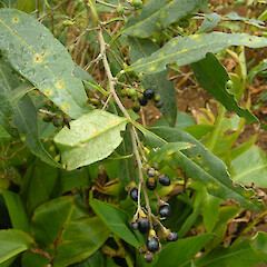 Robinson Crusoe Island, Chile.<br>Photographer: John Sawyer, Date taken: 01/05/2010, Licence: <a target='_blank' href='https://creativecommons.org/licenses/by-nc/4.0'>CC BY-NC</a>. <a class='member-message' href='/nzpcn/why-join-nzpcn/' target='_blank'>Members can view a larger version of this image.</a>