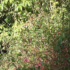 Image of Chaenomeles speciosa shrub.<br>Photographer: John Smith-Dodsworth, Licence: <a target='_blank' href='https://creativecommons.org/licenses/by-nc/4.0'>CC BY-NC</a>.
