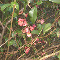 Flowers of Chaenomeles speciosa.<br>Photographer: John Smith-Dodsworth, Licence: <a target='_blank' href='https://creativecommons.org/licenses/by-nc/4.0'>CC BY-NC</a>.