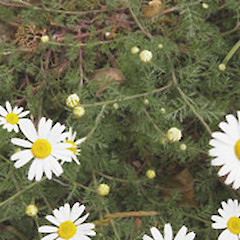 Chamaemelum nobile.<br>Photographer: John Smith-Dodsworth, Licence: <a target='_blank' href='https://creativecommons.org/licenses/by-nc/4.0'>CC BY-NC</a>.
