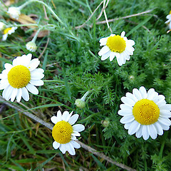 Kowhai Park, Whanganui. Feb 2013.<br>Photographer: Colin C. Ogle, Licence: <a target='_blank' href='https://creativecommons.org/licenses/by-nc/4.0'>CC BY-NC</a>. <a class='member-message' href='/nzpcn/why-join-nzpcn/' target='_blank'>Members can view a larger version of this image.</a>