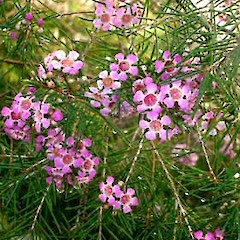 Chamelaucium uncinatum showing flowering habit, ex. cult., University of Auckland.<br>Photographer: Peter J de Lange, Date taken: 18/06/2006, Licence: <a target='_blank' href='https://creativecommons.org/licenses/by-nc/4.0'>CC BY-NC</a>.