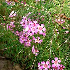 Chamelaucium uncinatum showing flowering habit and growth form, ex. cult., University of Auckland.<br>Photographer: Peter J de Lange, Date taken: 18/06/2006, Licence: <a target='_blank' href='https://creativecommons.org/licenses/by-nc/4.0'>CC BY-NC</a>.