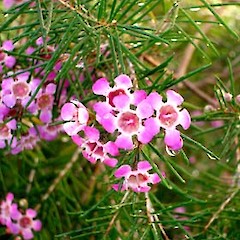 Chamelaucium uncinatum showing flowers and foliage, ex. cult., University of Auckland.<br>Photographer: Peter J de Lange, Date taken: 18/06/2006, Licence: <a target='_blank' href='https://creativecommons.org/licenses/by-nc/4.0'>CC BY-NC</a>.