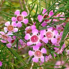 Chamelaucium uncinatum close up of flowers, ex. cult., University of Auckland.<br>Photographer: Peter J de Lange, Date taken: 18/06/2006, Licence: <a target='_blank' href='https://creativecommons.org/licenses/by-nc/4.0'>CC BY-NC</a>.