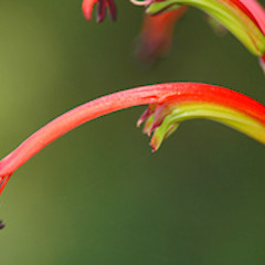 Close-up of flower. In cult. ex Bulls.<br>Photographer: Colin C. Ogle, Date taken: 15/09/2009, Licence: <a target='_blank' href='https://creativecommons.org/licenses/by-nc/4.0'>CC BY-NC</a>.