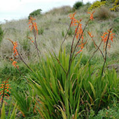 Koitiata dunes. Sep 2007.<br>Photographer: Colin C. Ogle, Licence: <a target='_blank' href='https://creativecommons.org/licenses/by-nc/4.0'>CC BY-NC</a>.