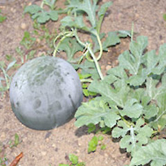 Citrullus lanatus.<br>Photographer: John Smith-Dodsworth, Licence: <a target='_blank' href='https://creativecommons.org/licenses/by-nc/4.0'>CC BY-NC</a>.