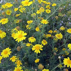 Glebionis coronaria