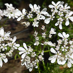 Flowers with unequal petals (outer larger); garden, Forres St, Whanganui.<br>Photographer: Colin C. Ogle, Date taken: 29/12/2016, Licence: <a target='_blank' href='https://creativecommons.org/licenses/by-nc/4.0'>CC BY-NC</a>. <a class='member-message' href='/nzpcn/why-join-nzpcn/' target='_blank'>Members can view a larger version of this image.</a>