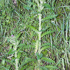 Remutaka Rail Trail.<br>Photographer: Jeremy R. Rolfe, Date taken: 04/12/2006, Licence: <a target='_blank' href='https://creativecommons.org/licenses/by/4.0'>CC BY</a>. <a class='member-message' href='/nzpcn/why-join-nzpcn/' target='_blank'>Members can view a larger version of this image.</a>